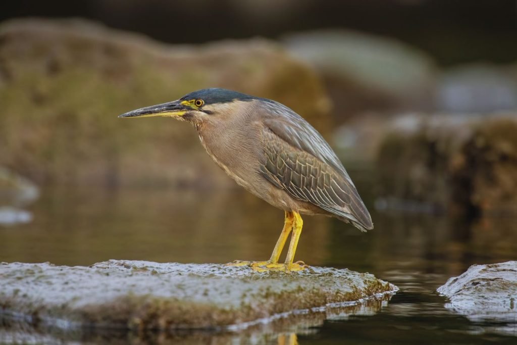Striated Heron
