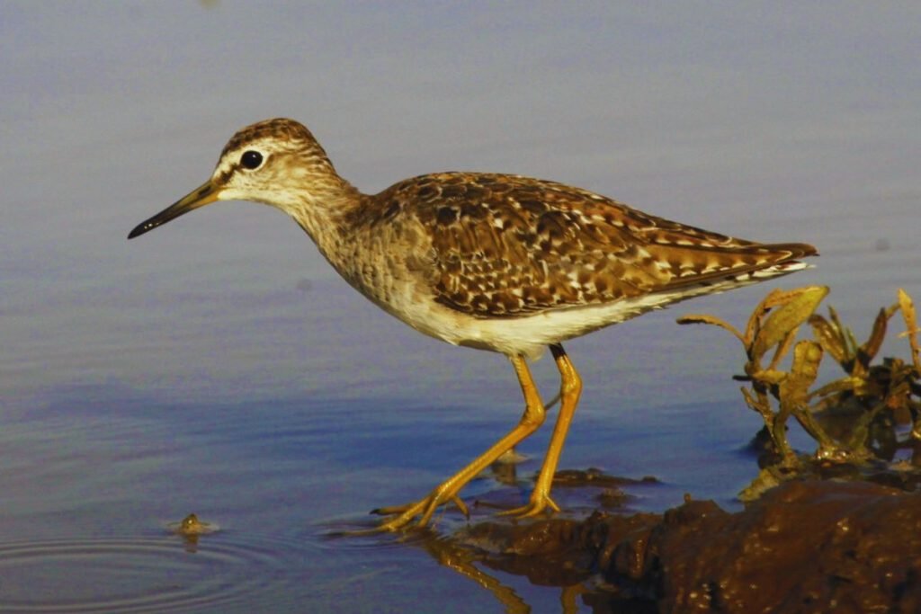 Wood Sandpiper in Rajaji National Park