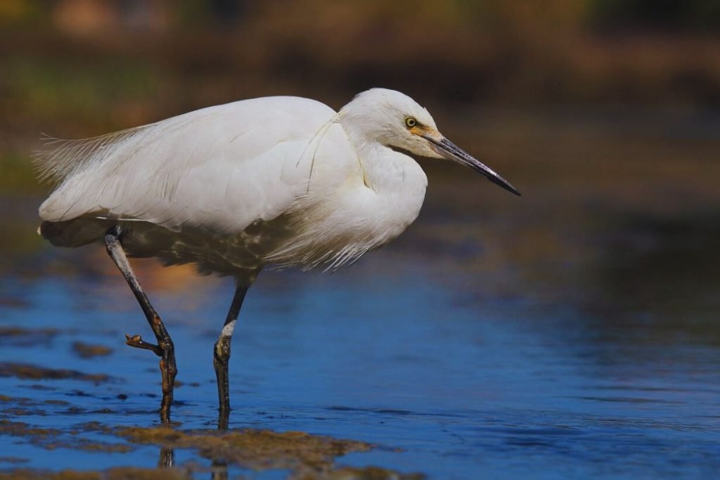 Little Egret