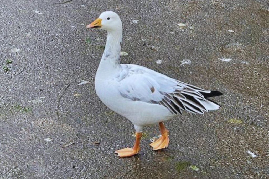 Bar-headed Goose