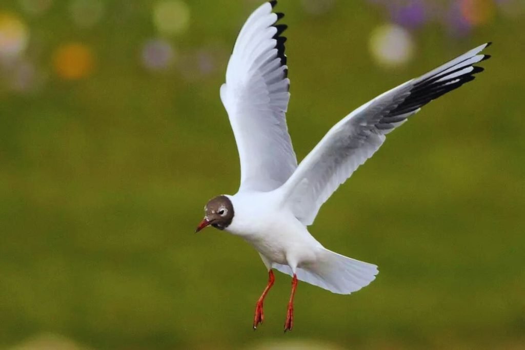 Black-headed Gull