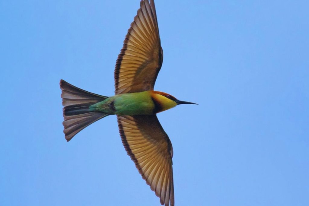 Chestnut-headed Bee-eater 