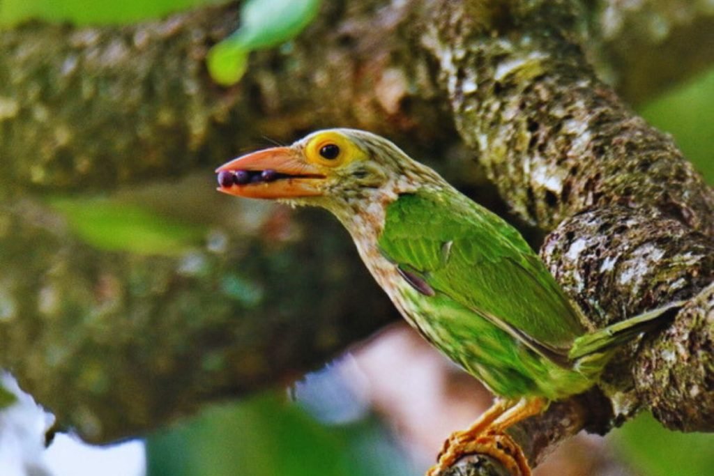 Lineated Barbet in Rajaji National Park