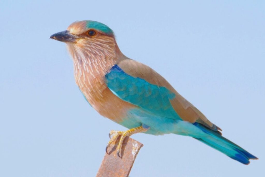 Indian Roller in Rajaji National Park