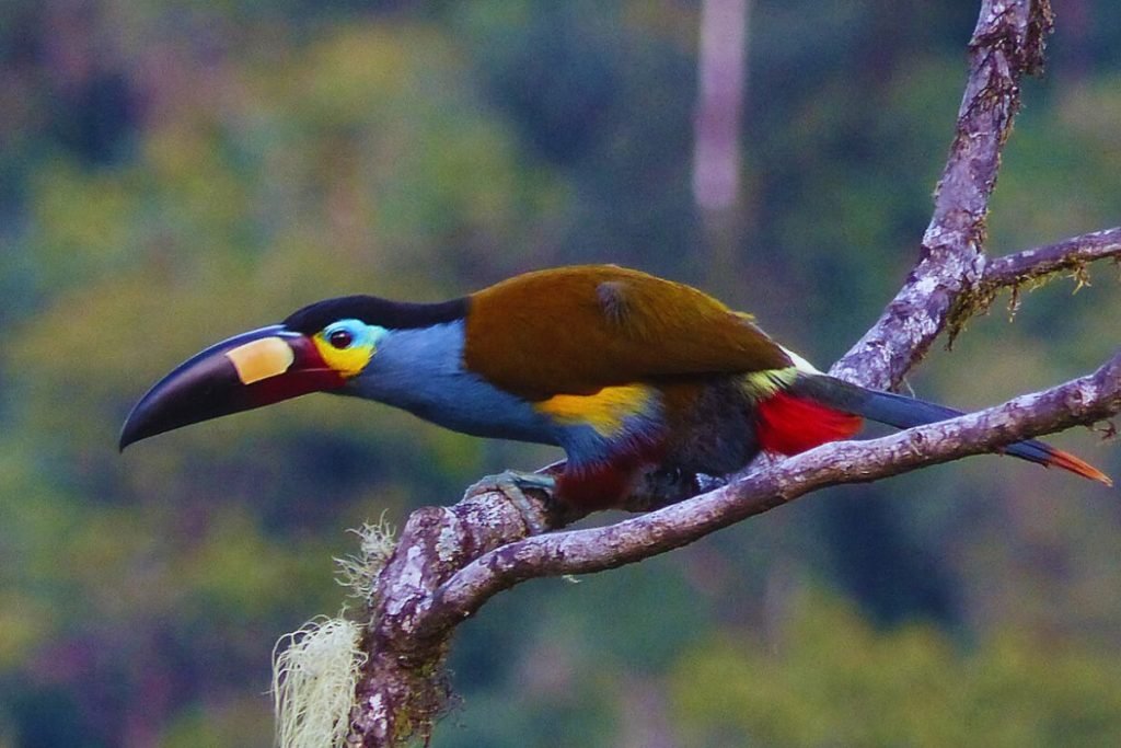 Barbets and Toucans