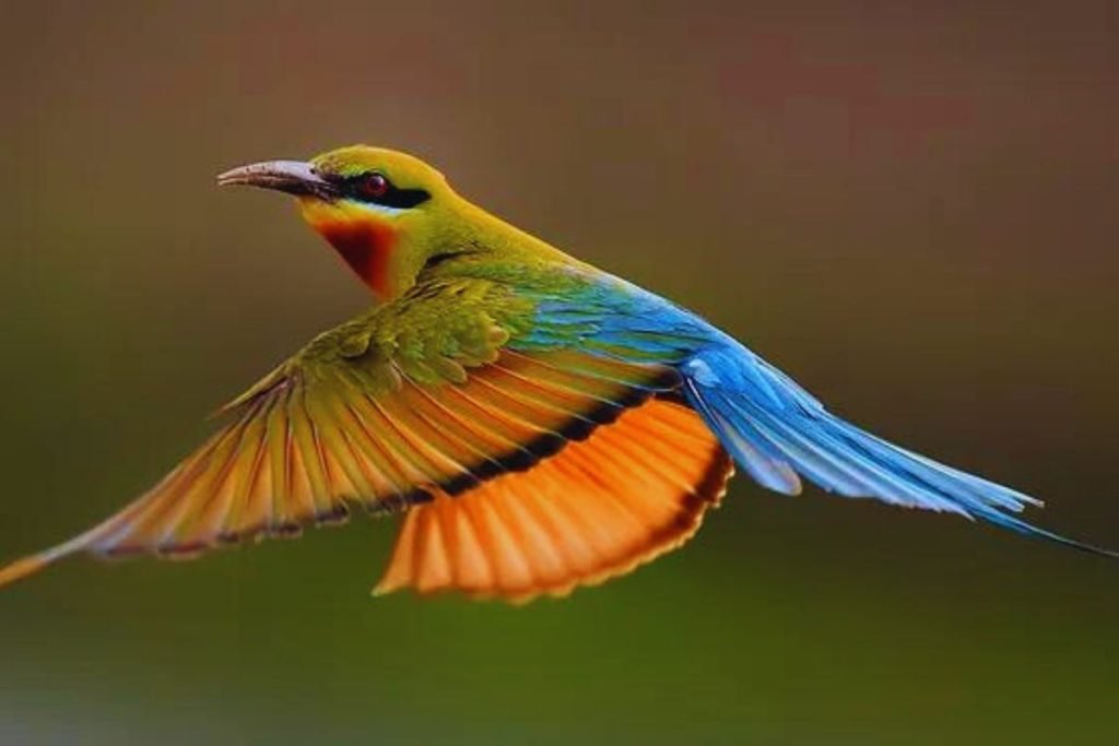 Blue-tailed Bee-eaters