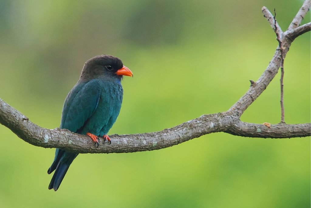 Oriental Dollarbird in Rajaji National Park