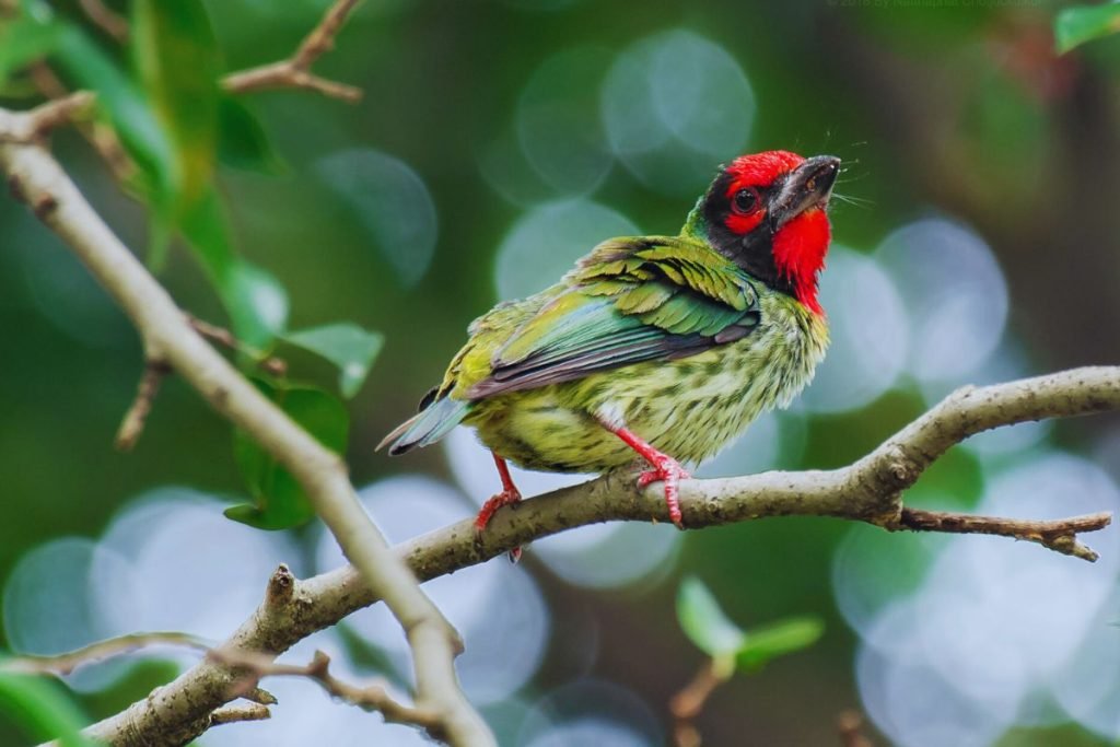 Coppersmith Barbet in Rajaji National Park
