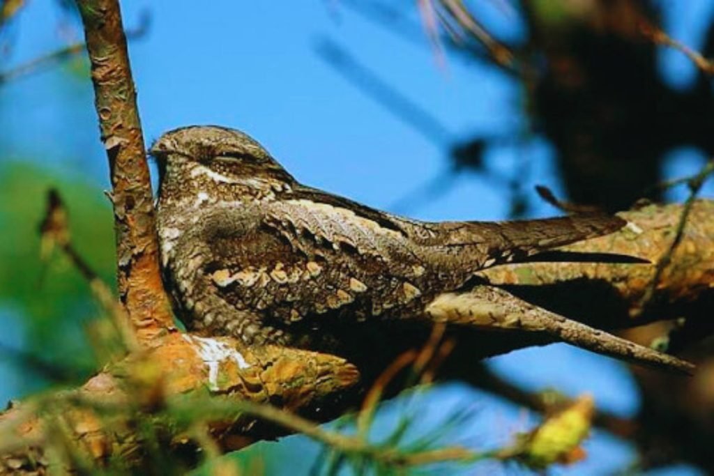 Nightjars in Rajaji