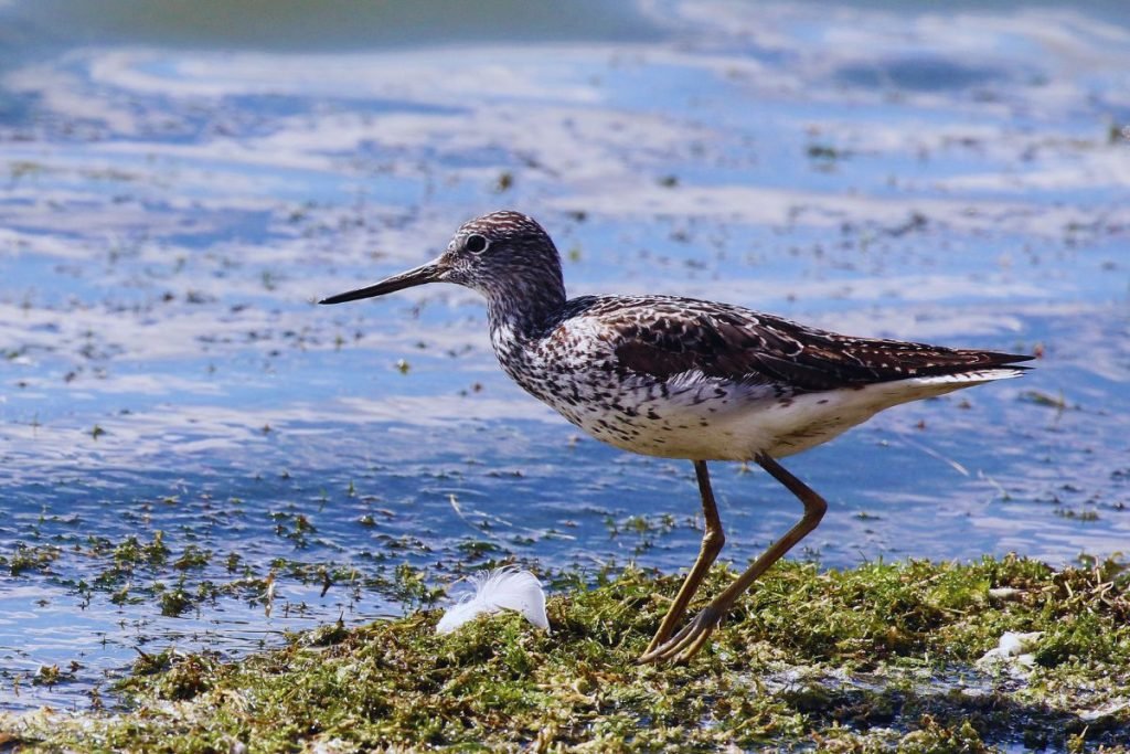 Tringa sandpipers