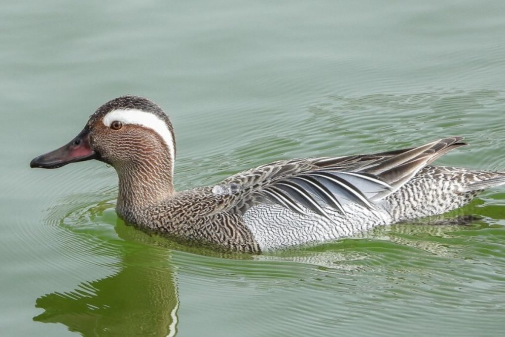 Garganey