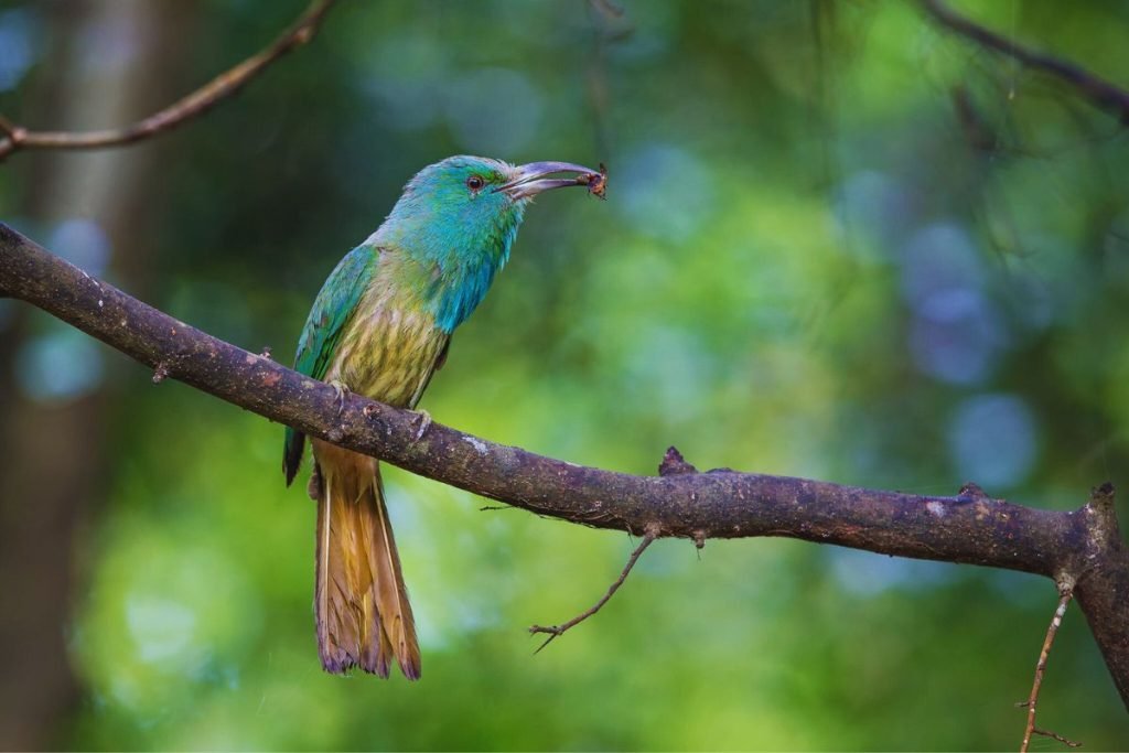 Bee-eater in Rajaji National Park