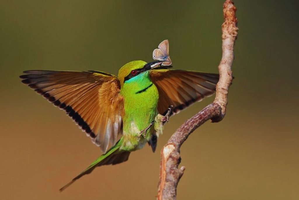 The Asian Green Bee-eater in Rajaji National Park
