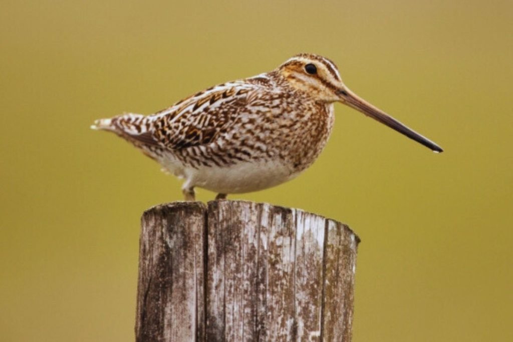 Common Snipe in Rajaji National Park