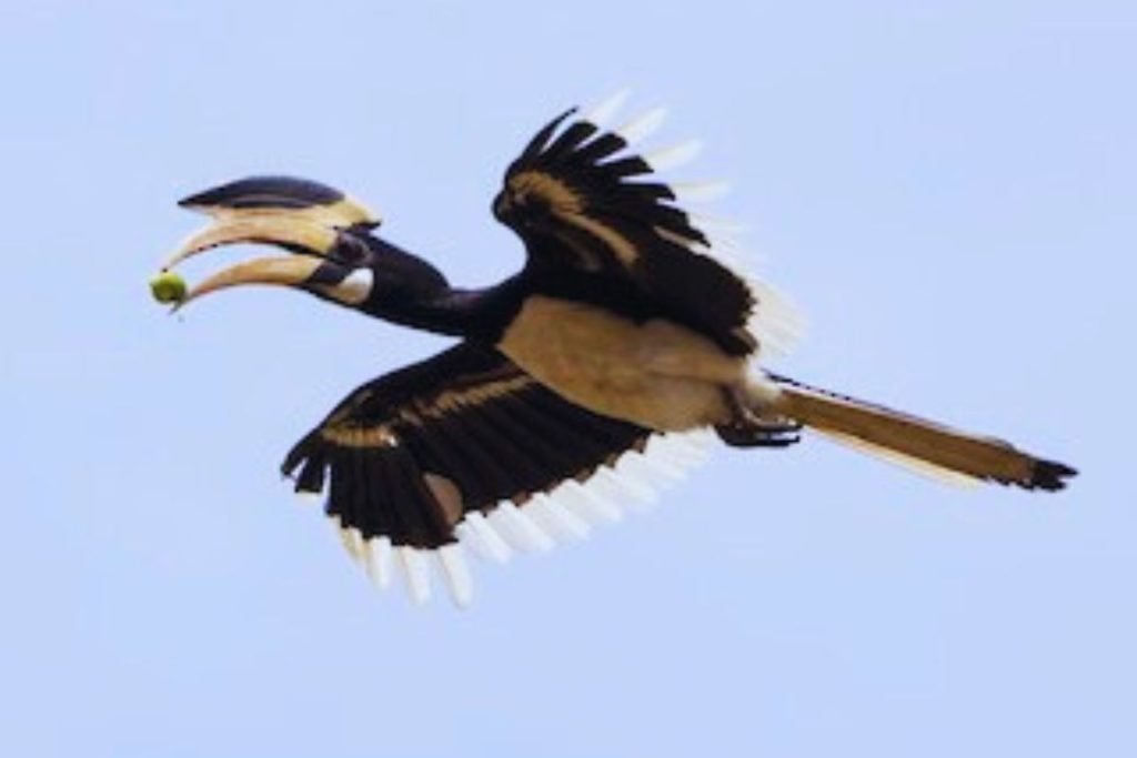 Oriental Pied-Hornbill 