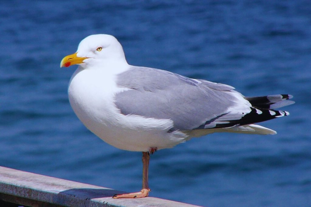 Gulls, terns, and skimmers