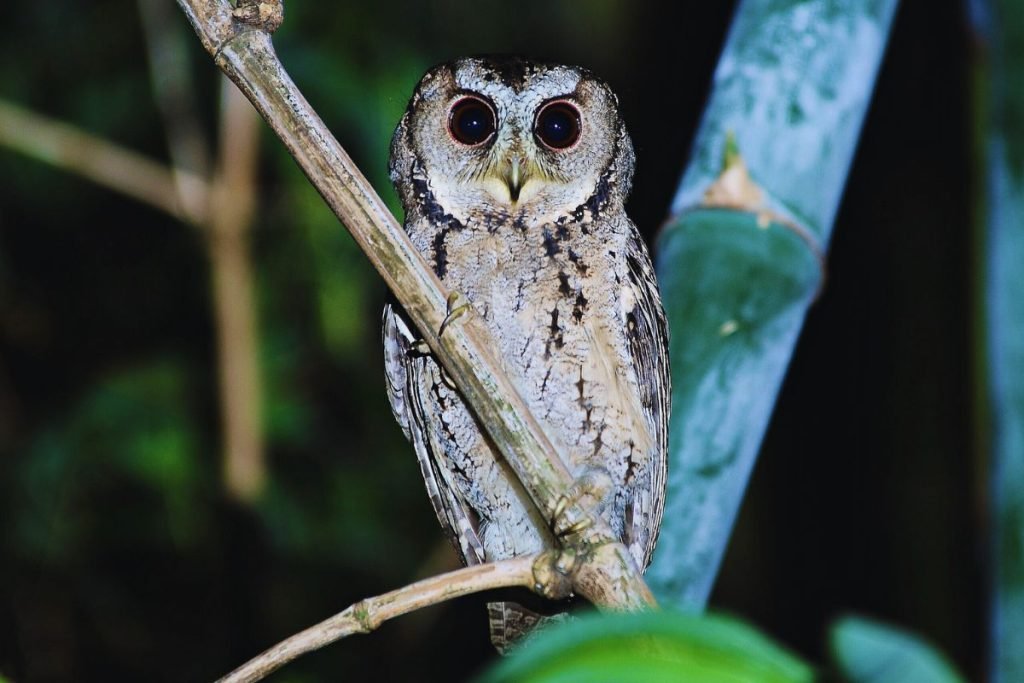 Collared Scops-Owl