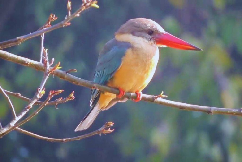 Stork-billed Kingfisher