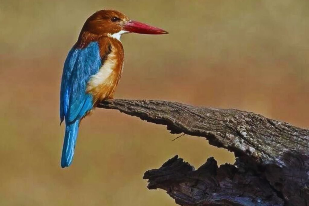 White-throated Kingfisher