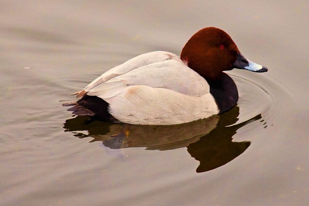Common Pochard in Rajaji National Park