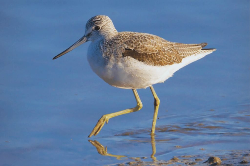 Common Greenshank in Rajaji National Park