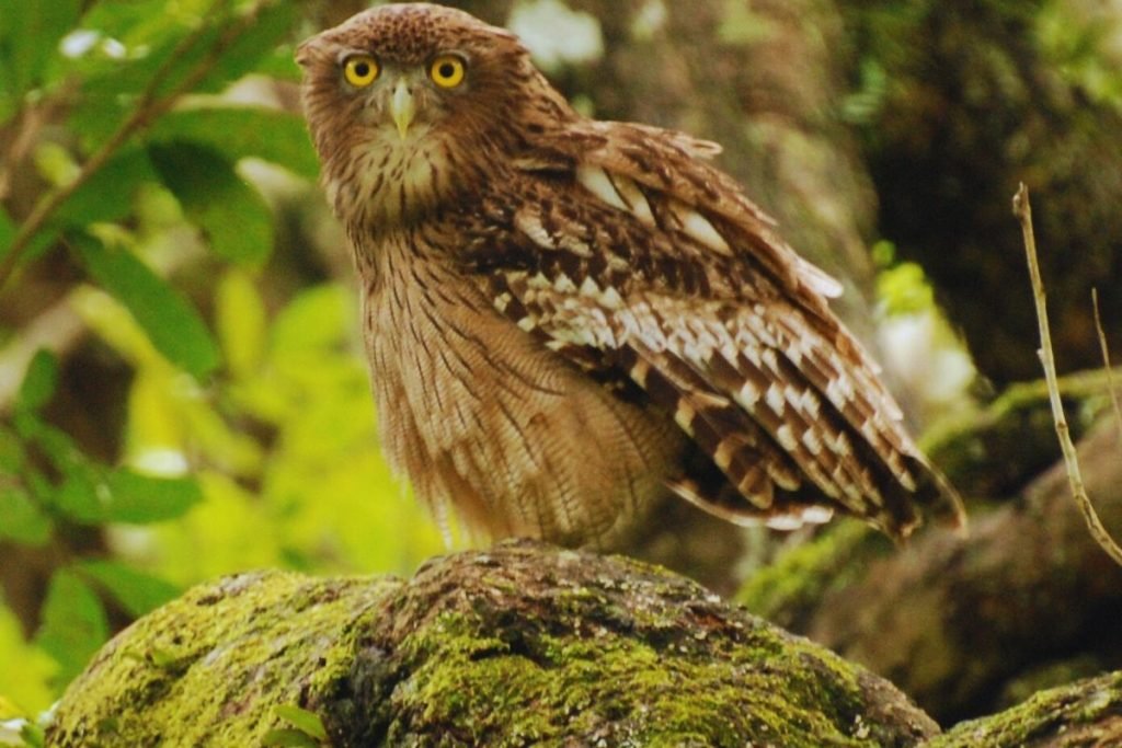 Brown Fish-Owl in Rajaji National Park
