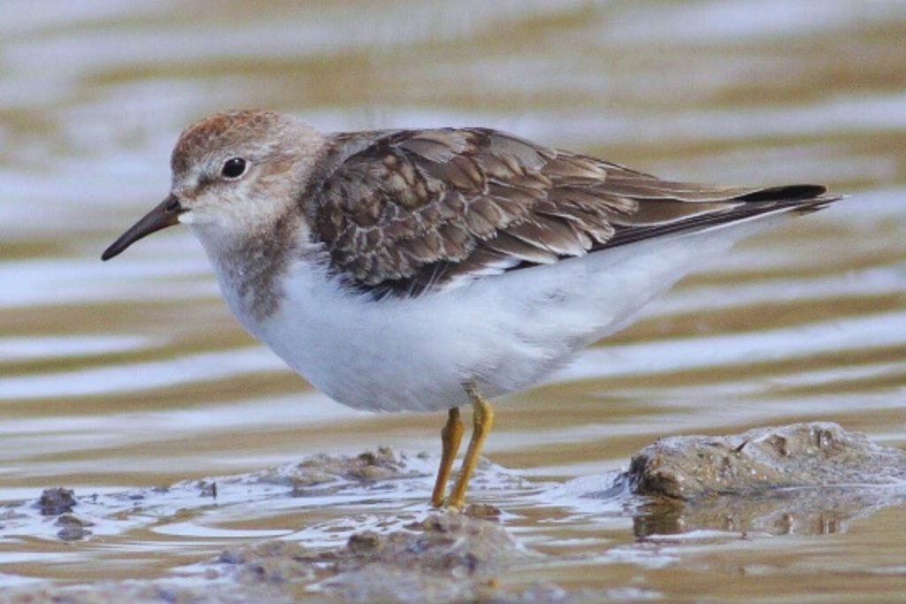 Temminck's Stint in Rajaji National Park