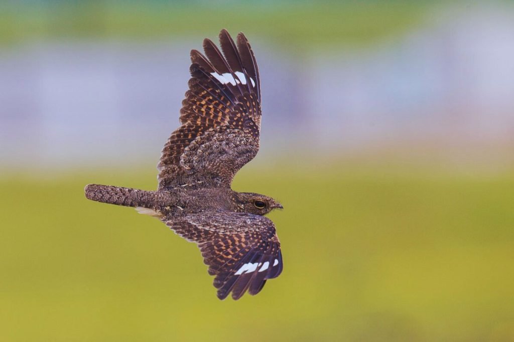 Savanna Nightjar in Rajaji National Park