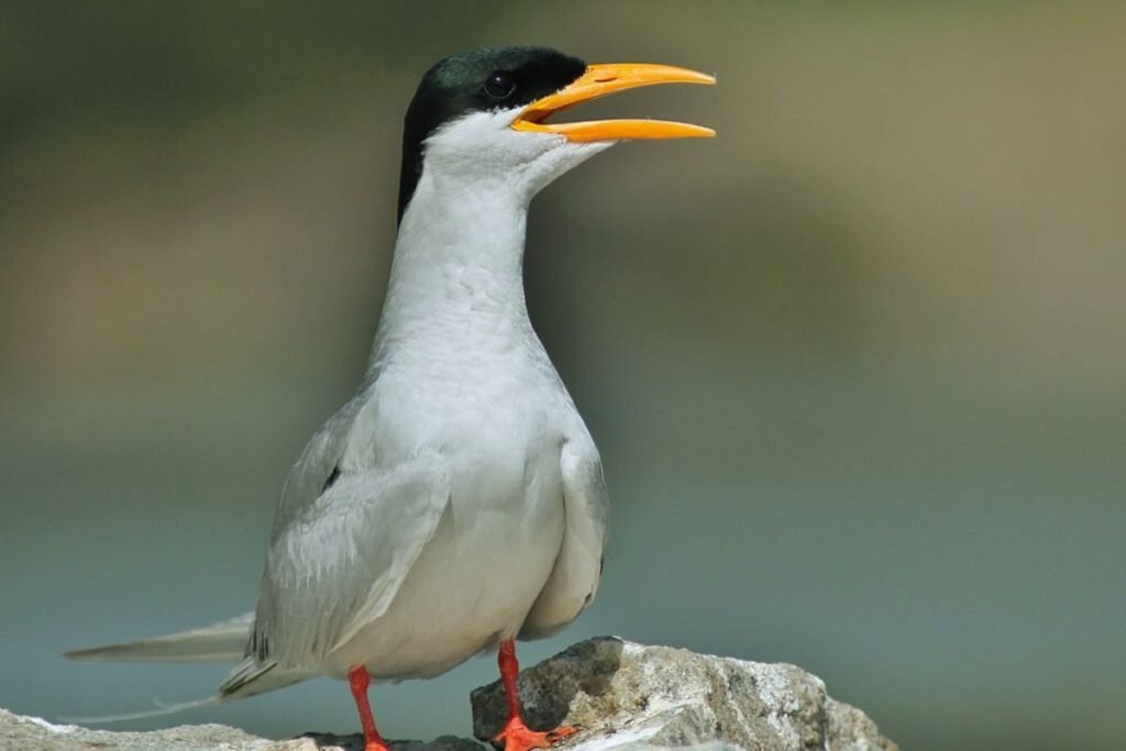 River Tern in Rajaji