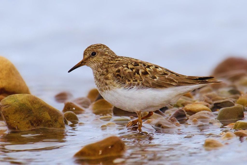 Stint Species in Rajaji National Park