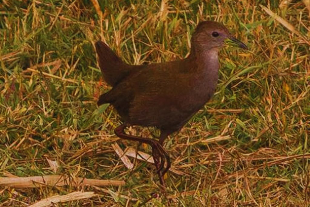 Brown Crake in Rajaji National Park