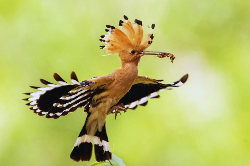 Hoopoes