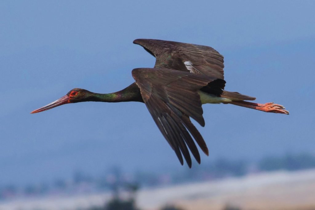 Black Stork in Rajaji
