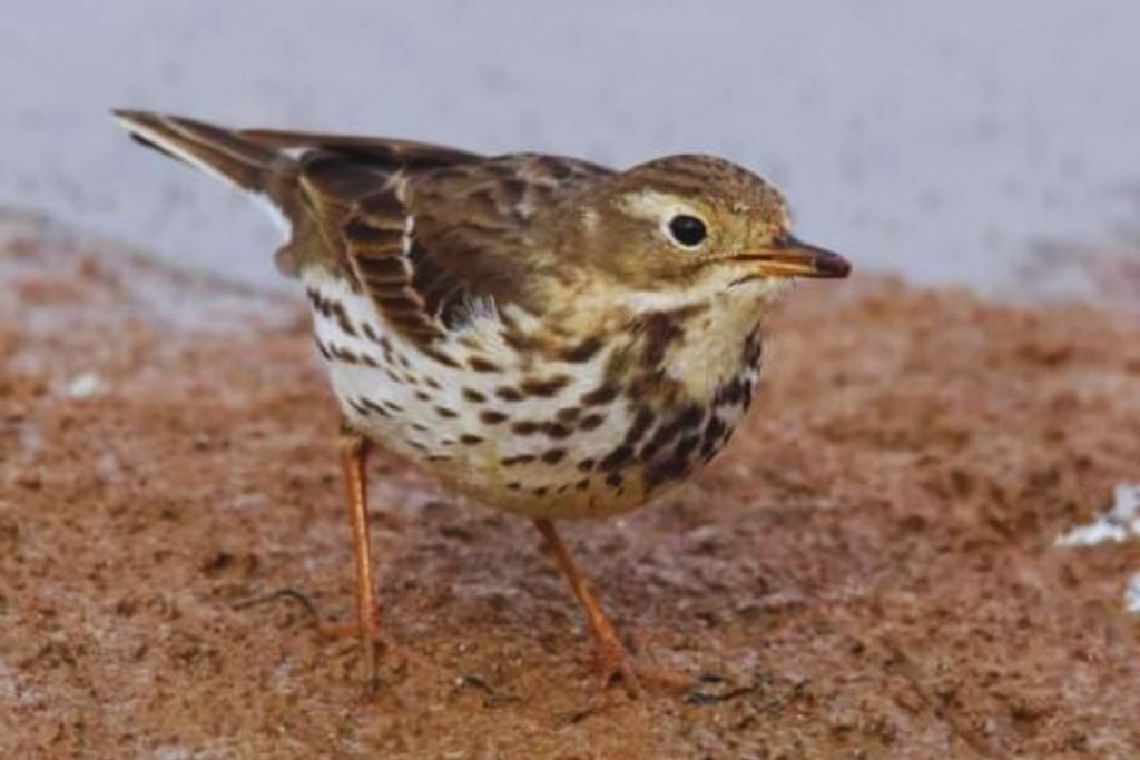 Wagtails and Pipits
