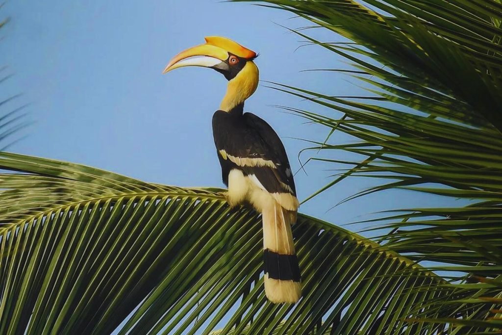Great Hornbill