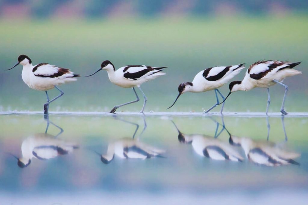 Pied Avocets in Rajaji