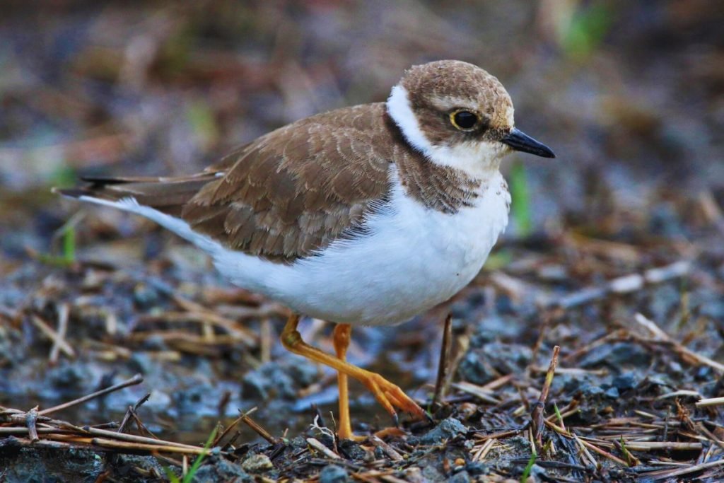Little Ringed Plover