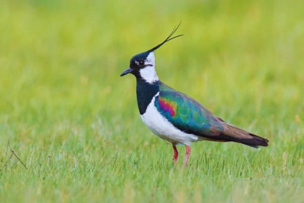 Northern Lapwing
