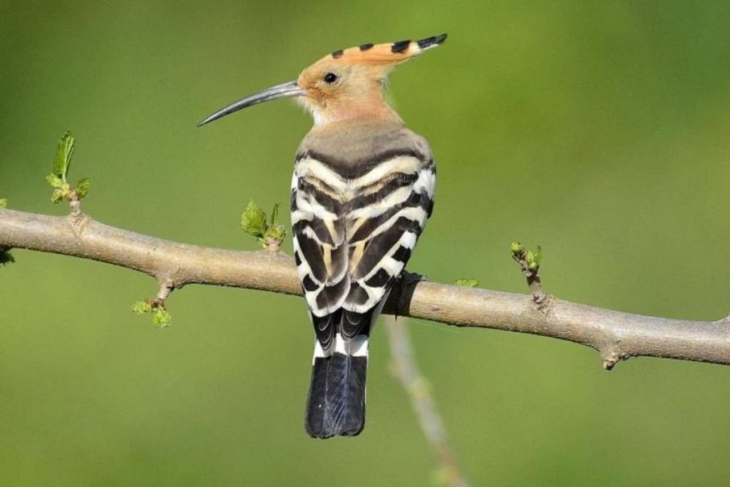 Eurasian Hoopoe