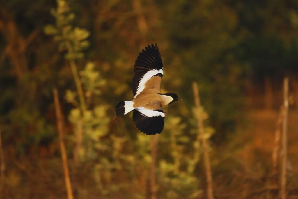 River Lapwing