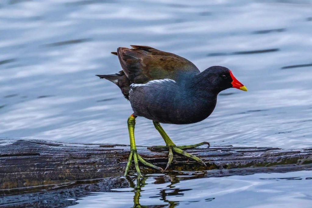 Moorhen in Rajaji