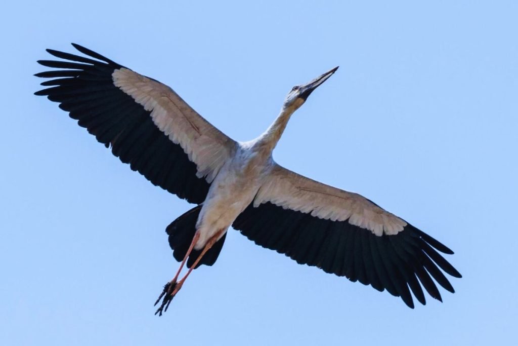 Asian Openbill Storks in Rajaji National Park