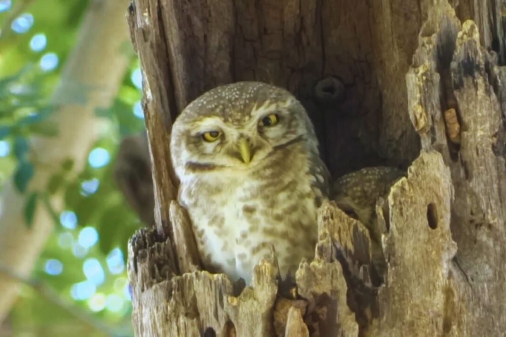 Owls in Rajaji National Park