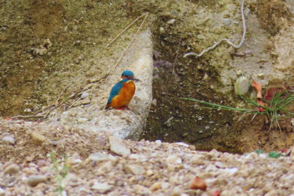 Kingfishers in Rajaji National Park