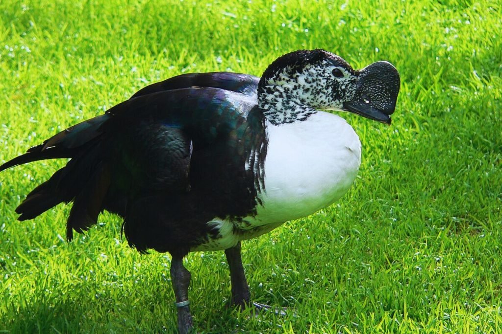 Knob-billed Duck