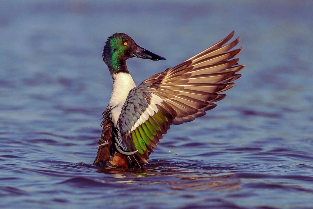 Northern Shoveler