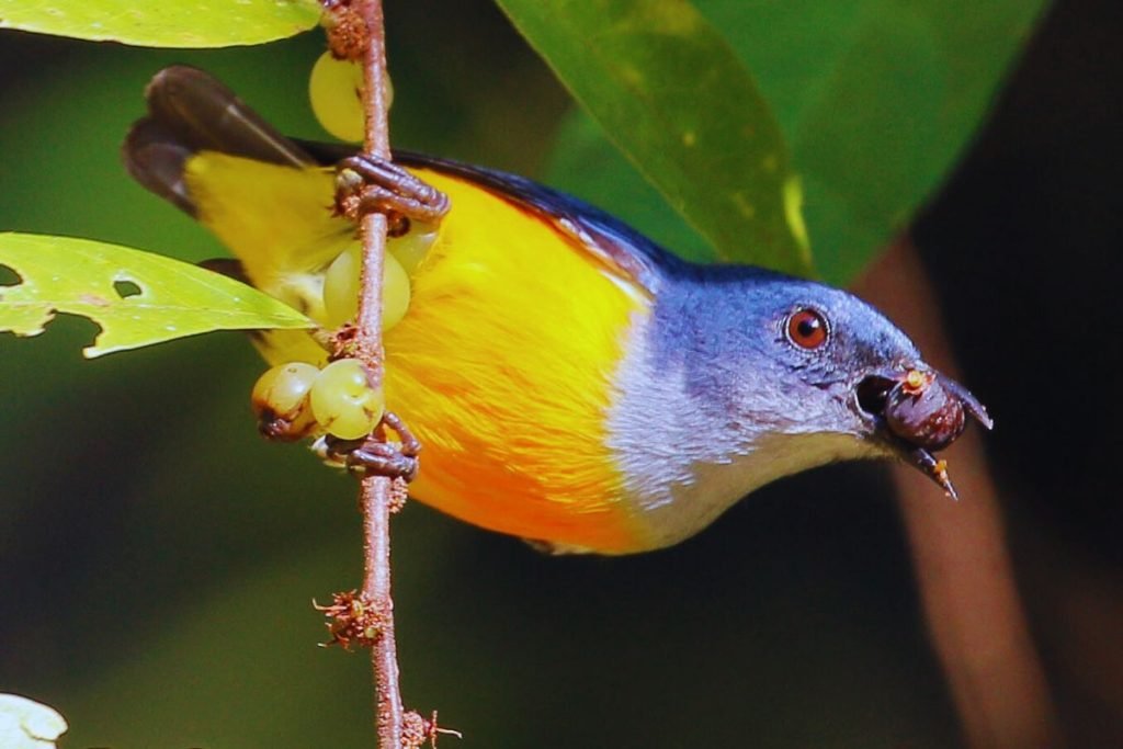 Flowerpeckers