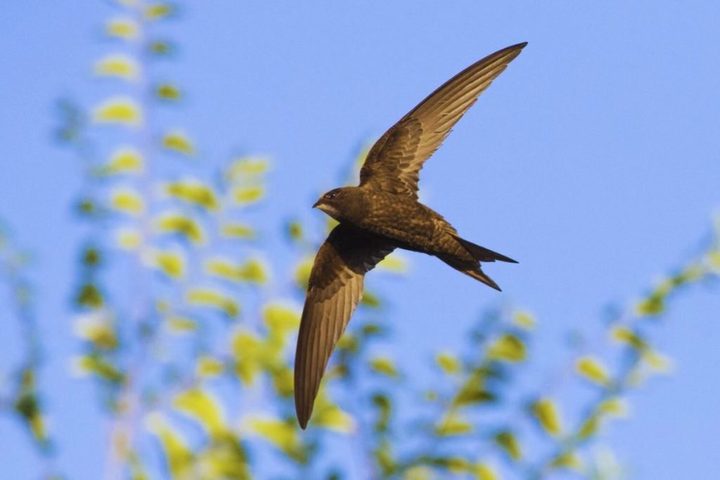 Swifts