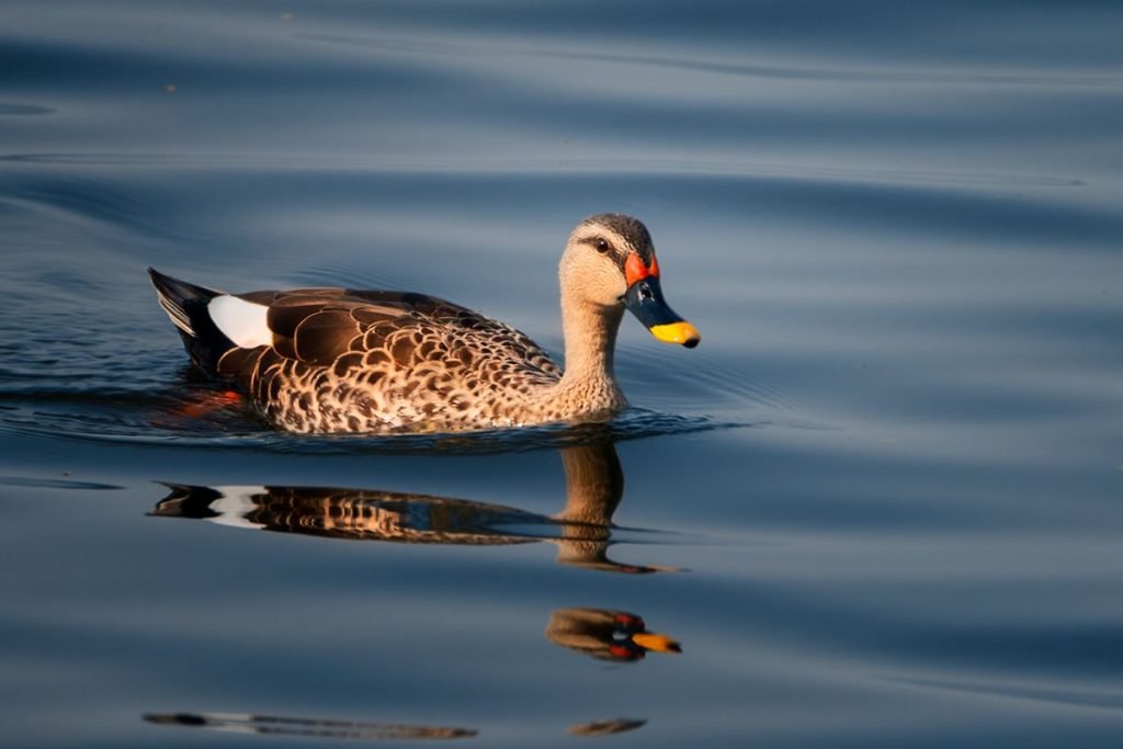 Spot-billed Duck