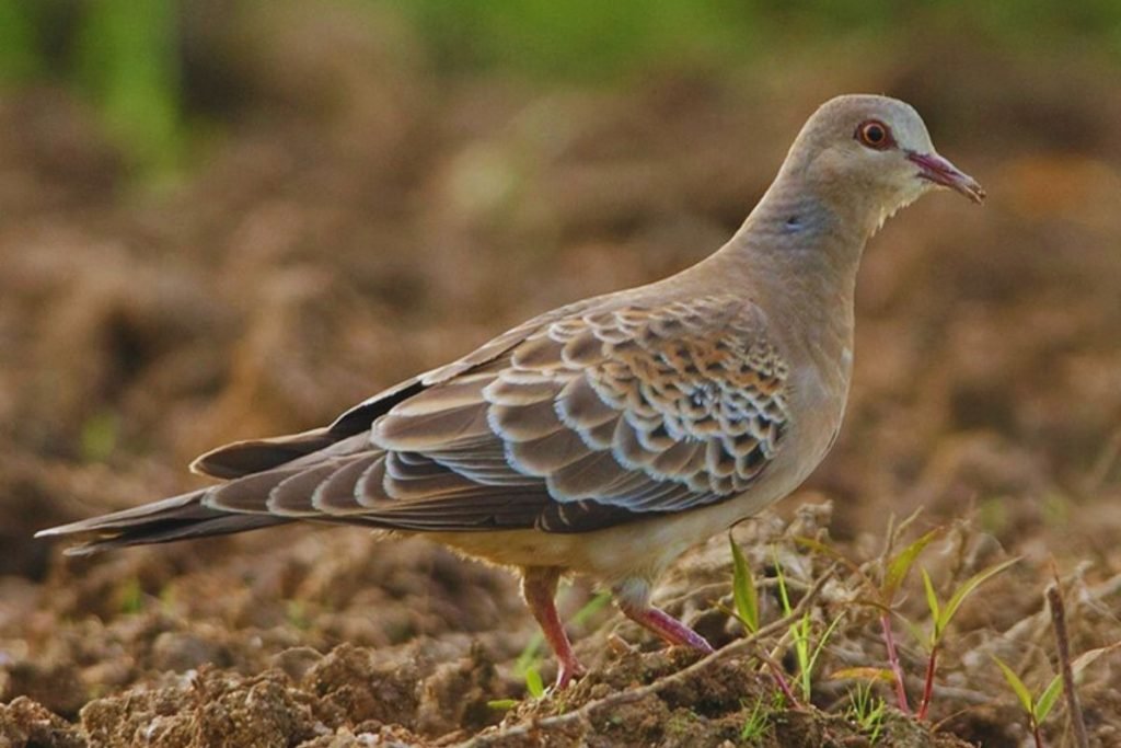 Oriental Turtle Dove in Rajaji